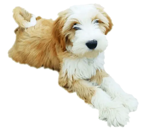 Jackson the dog